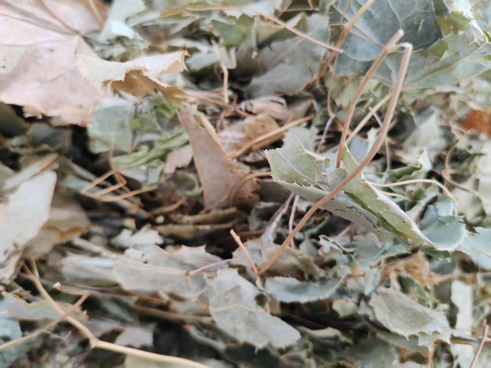 Epimedium Chrysanthemum Clear-Eye Tea