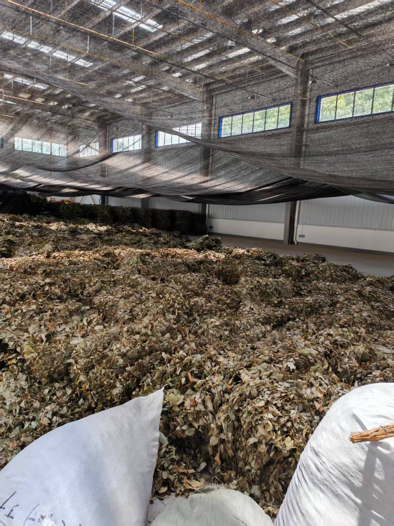 Epimedium leaves photo