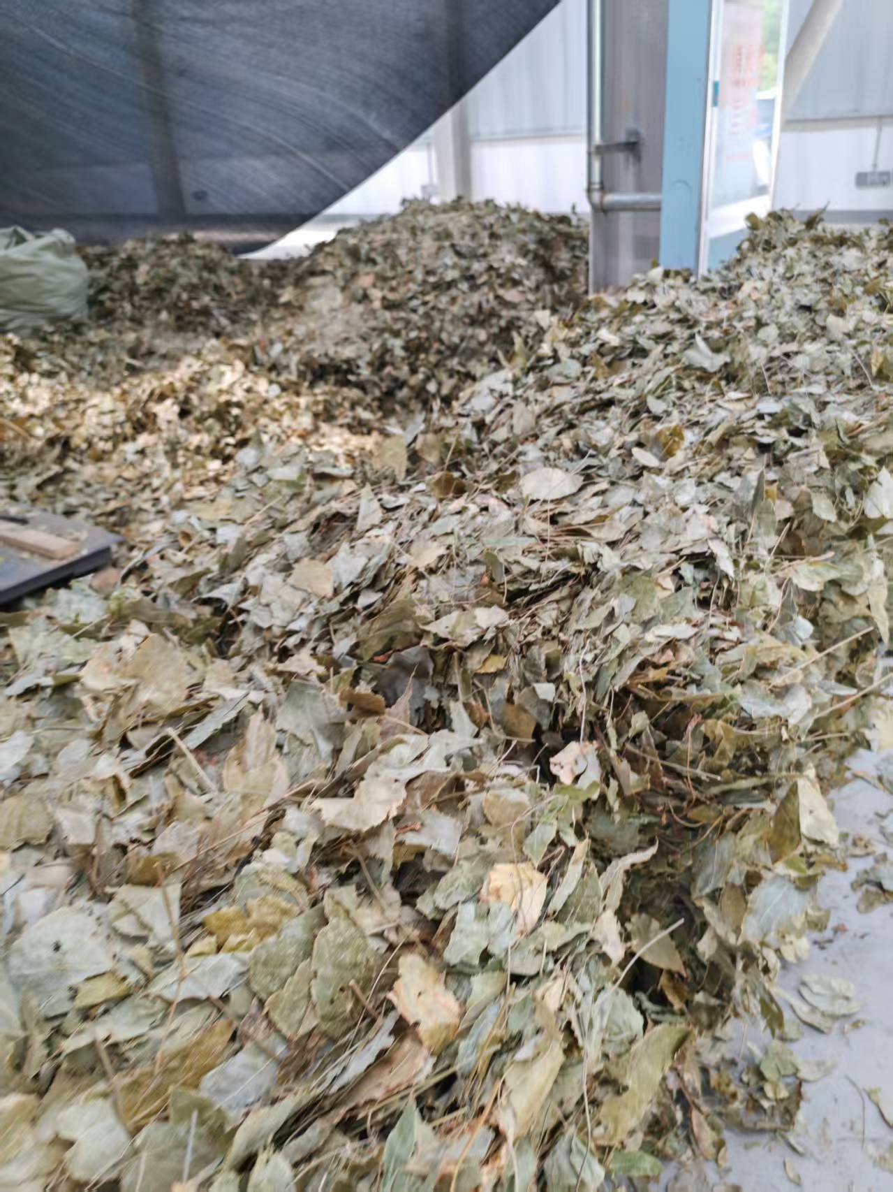 Epimedium leaves photo