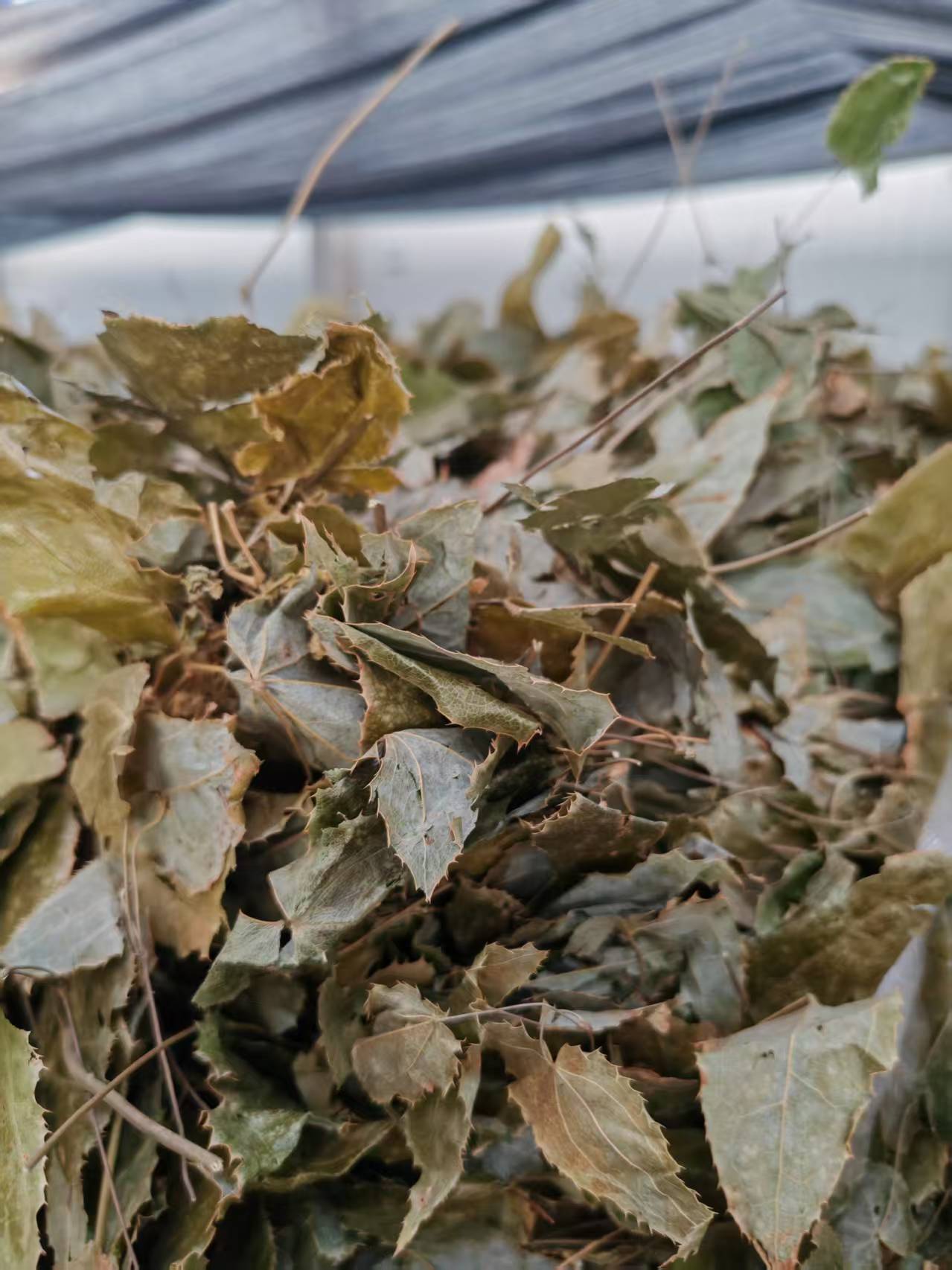 Epimedium Longan Nourishing Heart Tea