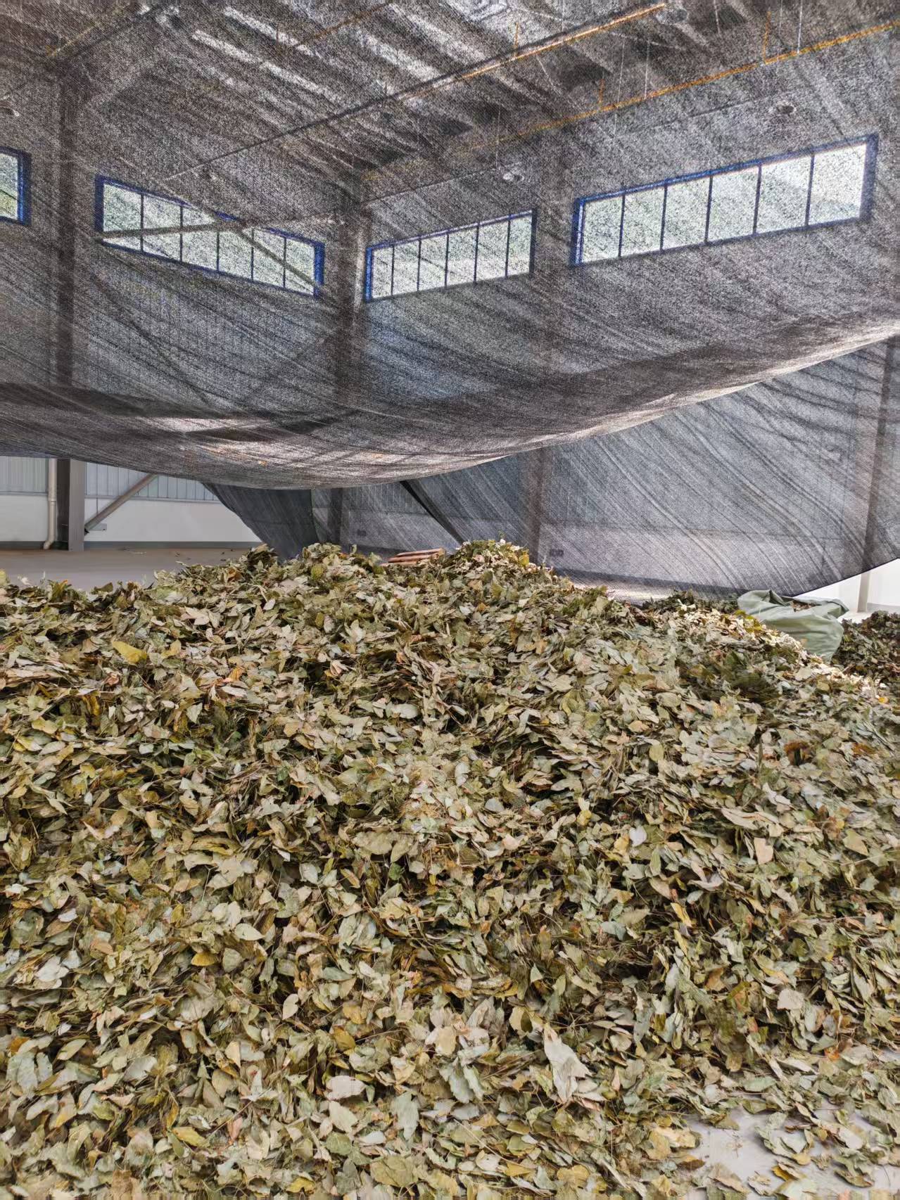 Epimedium leaves applications