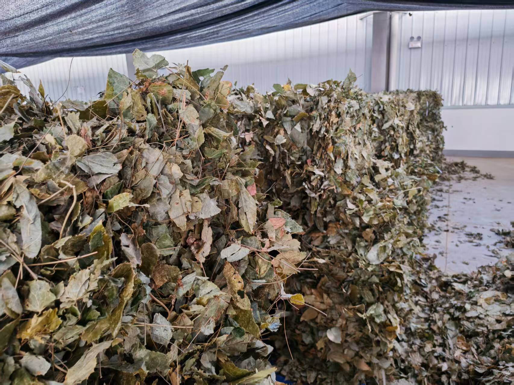 Epimedium leaves pharmacological effects