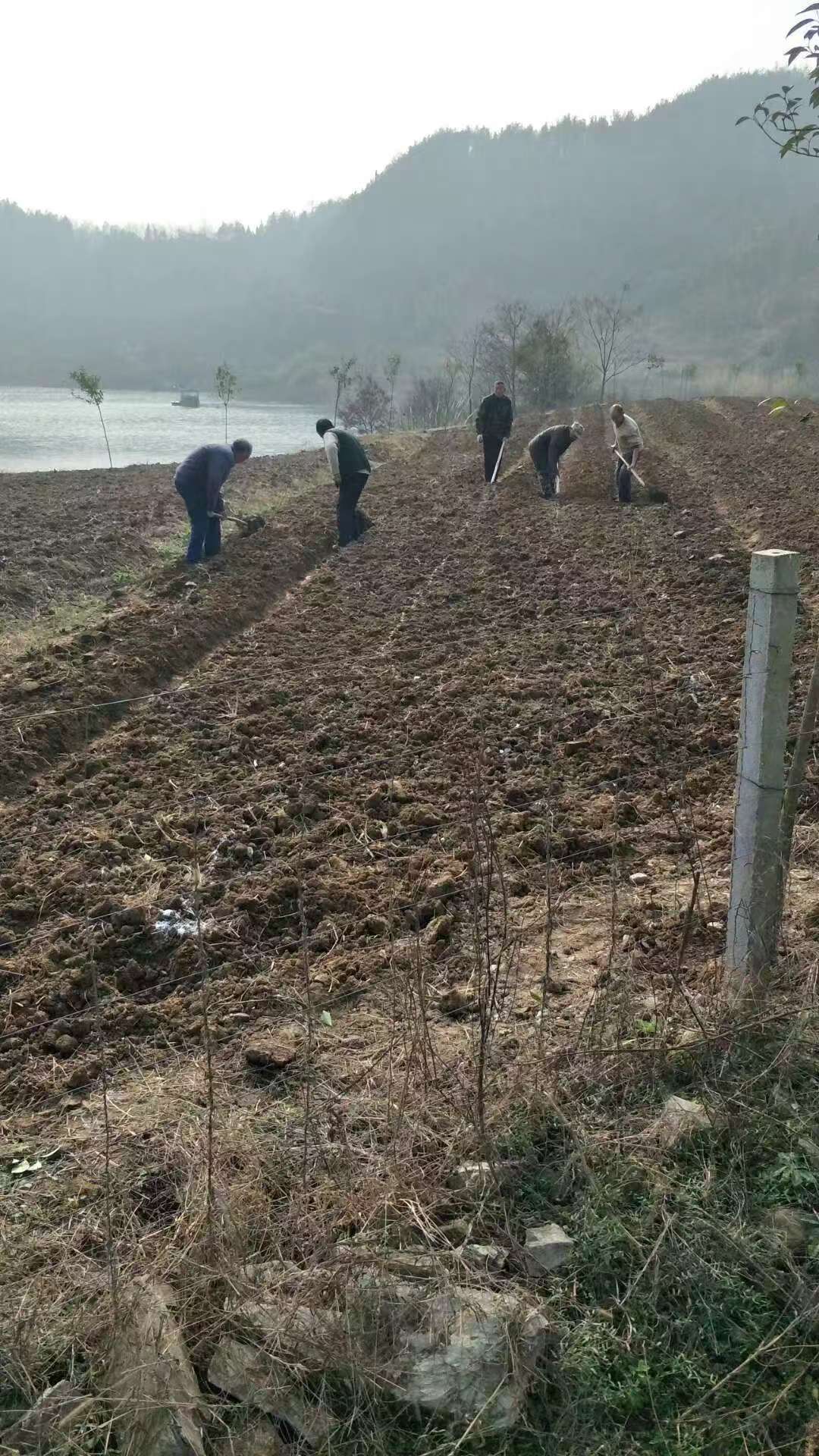 Applying base fertilizer