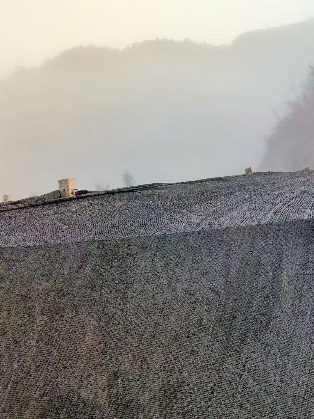 Forest intercropping