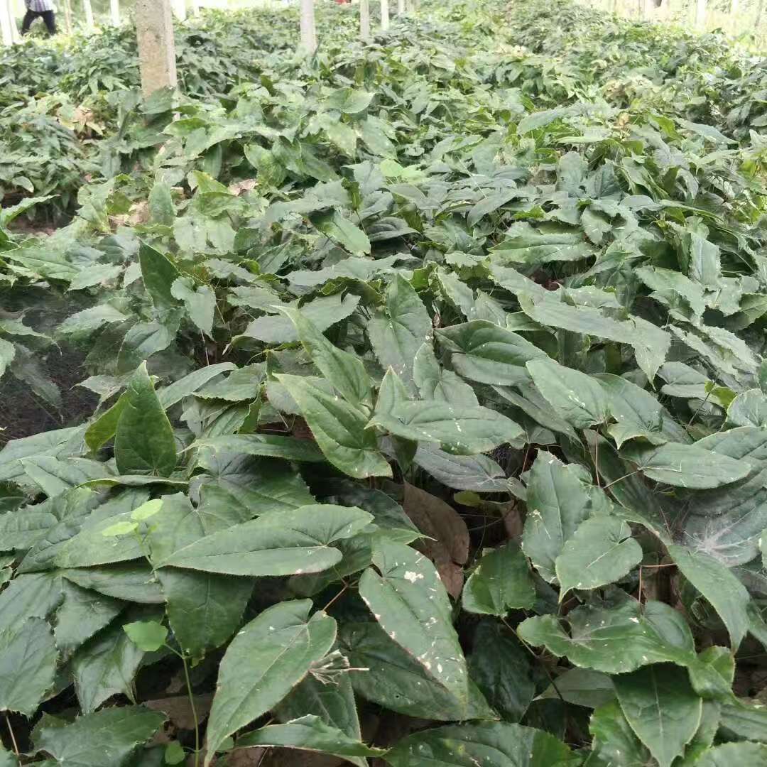 Epimedium Mulberry Yang Tea