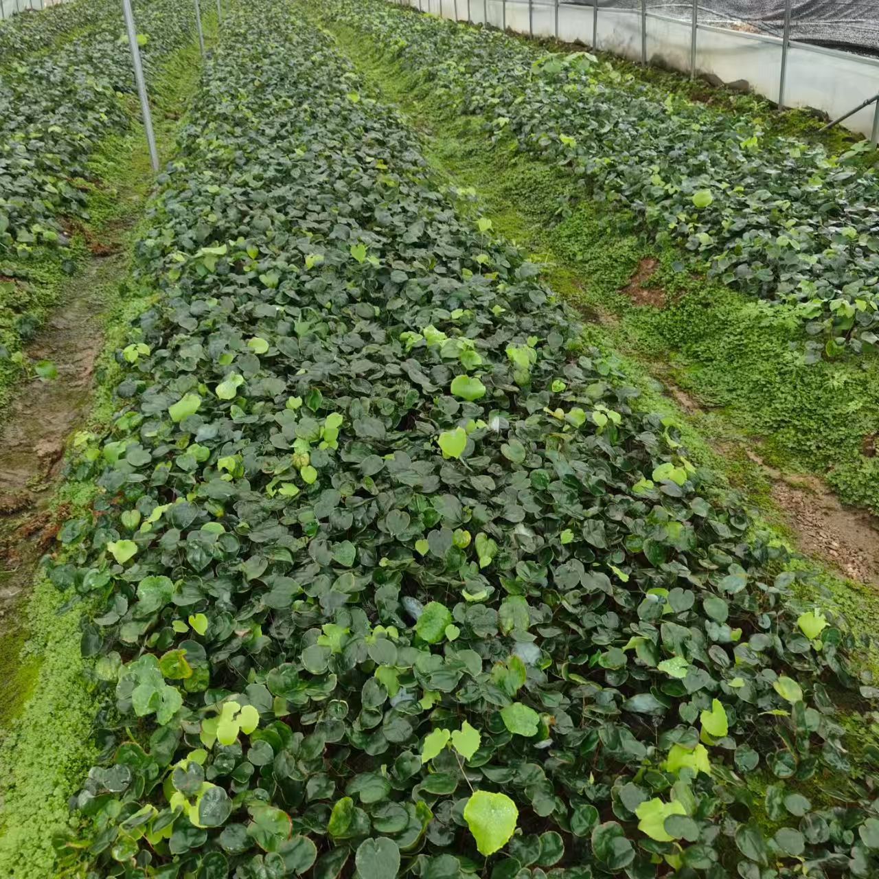 Epimedium Seedling Base - Panorama