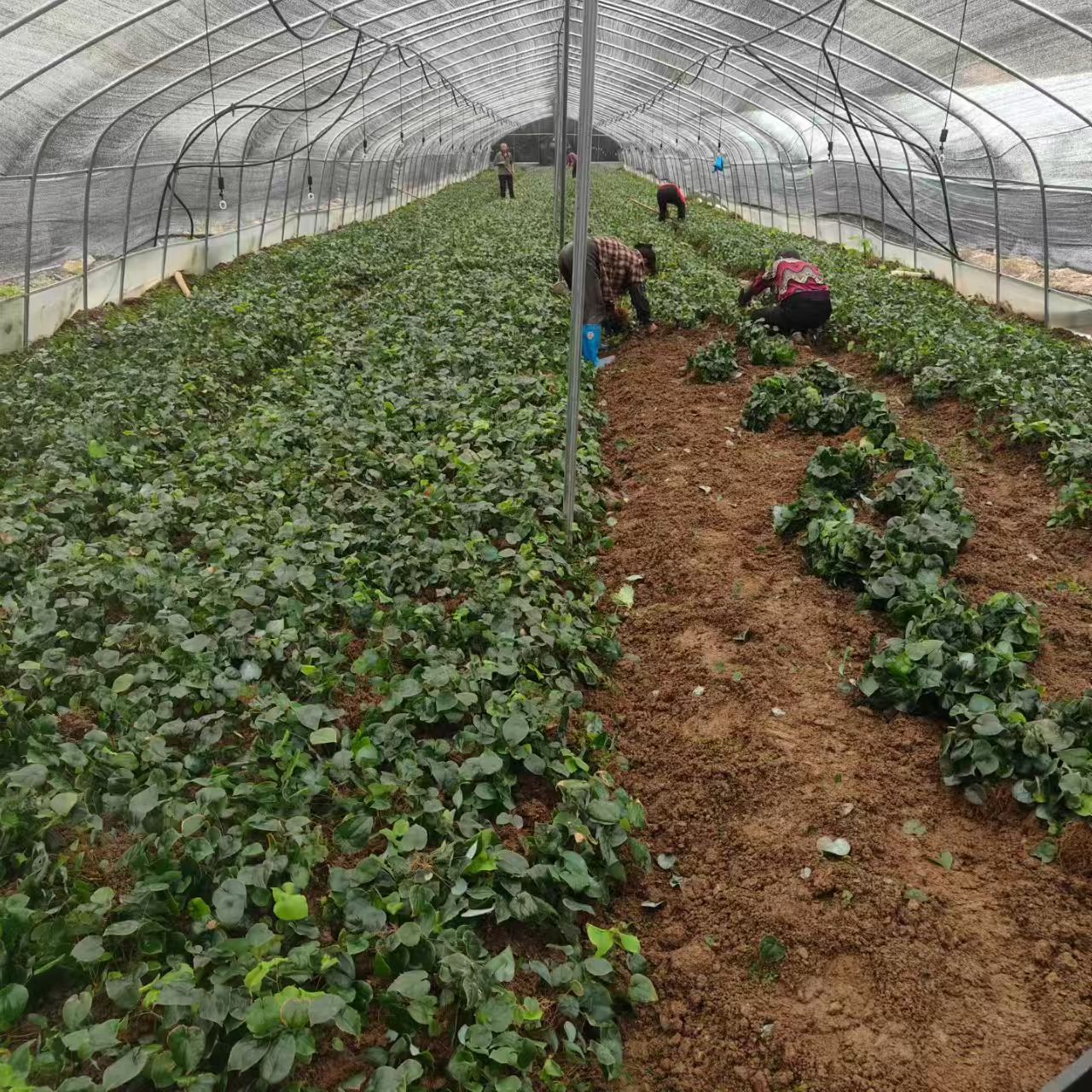 Epimedium Seedling Base - Facilities